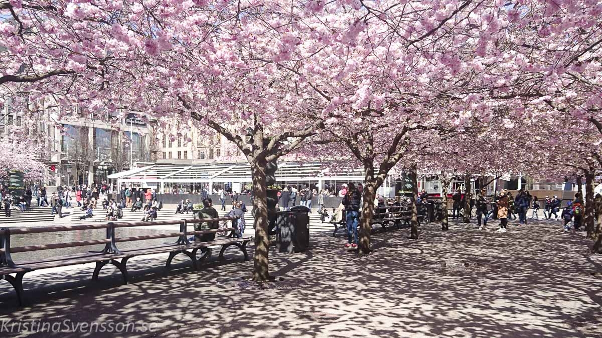 Kungsträdgården Kungsträdgården