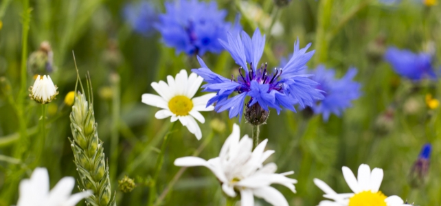 Månadens bild: Sommarblommor Månadens bild: Sommarblommor