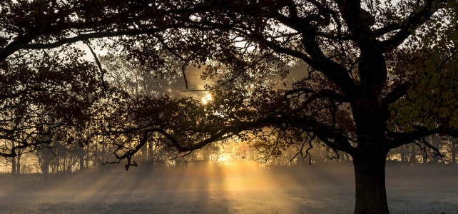Månadens bild: Mäktig ek, soluppgång och morgondimma Månadens bild: Mäktig ek, soluppgång och morgondimma