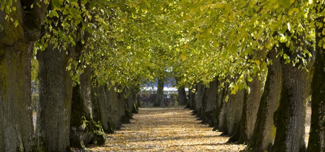 Månadens bild: Lindallé vid Tullgarns slott Månadens bild: Lindallé vid Tullgarns slott