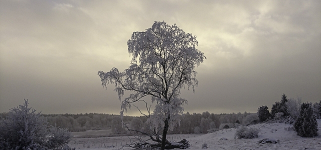 Månadens bild januari 2019: rimfrostigt träd i motljus Månadens bild januari 2019: rimfrostigt träd i motljus