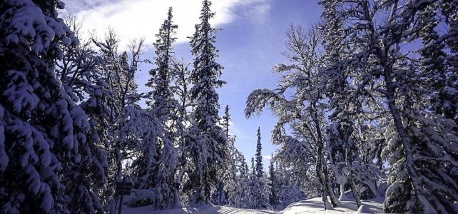 Månadens bild februari 2019: skidspår i Funäsfjällen Månadens bild februari 2019: skidspår i Funäsfjällen