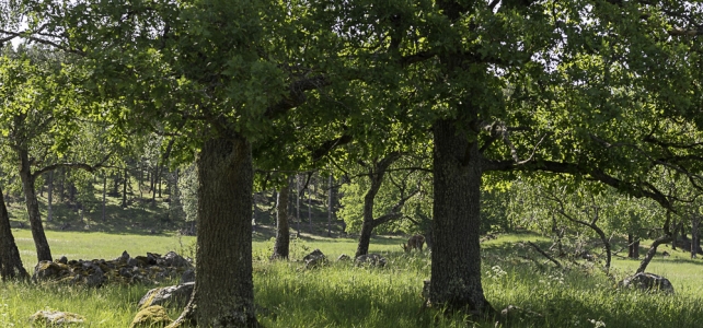 Månadens bild: ekar i Täby Månadens bild: ekar i Täby