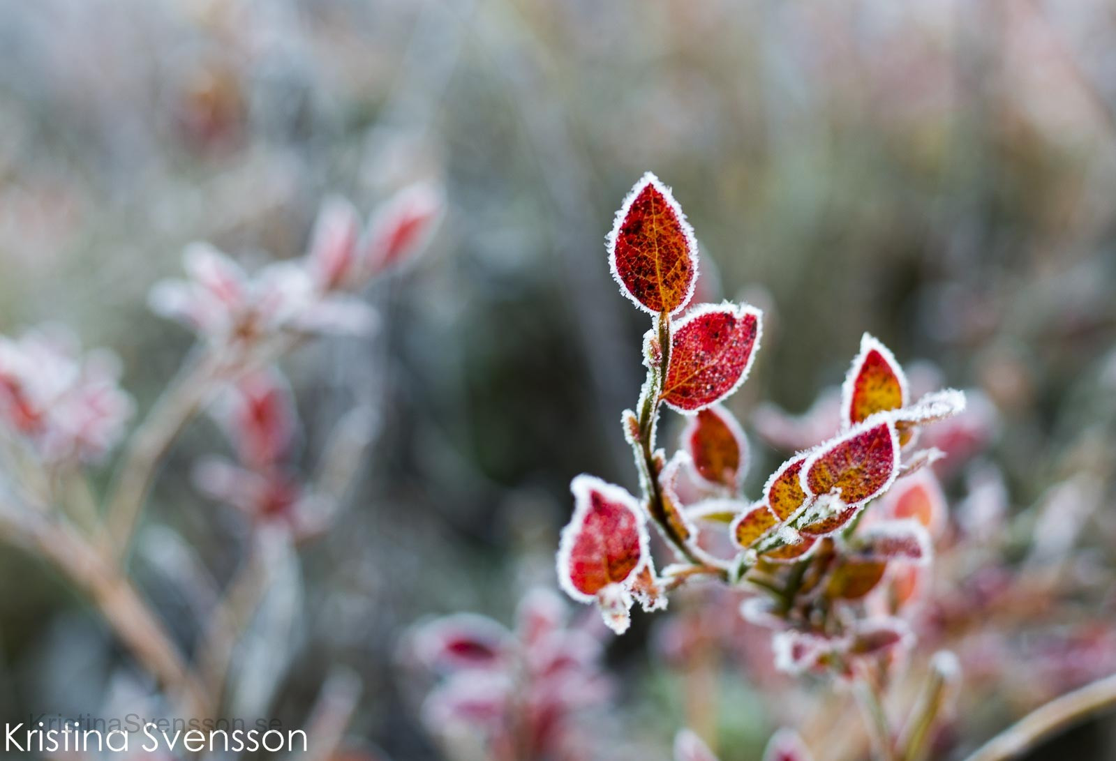 december 2016 frostiga blåbärslöv