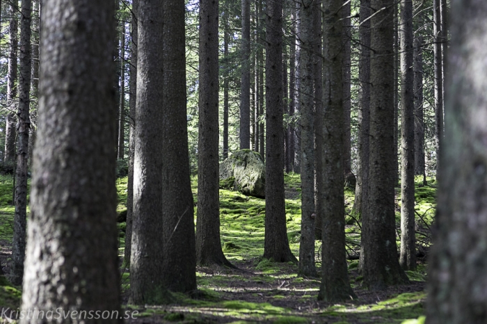 8-augusti-2019-webb-granskog-img_1980