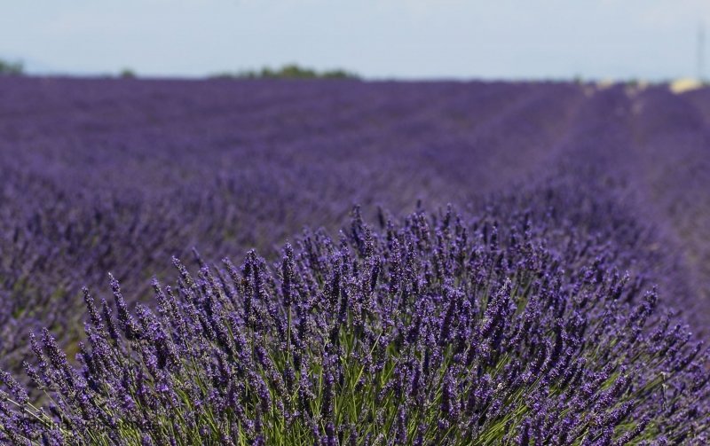 juli 2015 lavendelfält i Provence