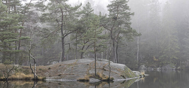 Månadens bild: dimmiga tallar i Mölndal Månadens bild: dimmiga tallar i Mölndal