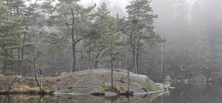 Månadens bild: dimmiga tallar i Mölndal