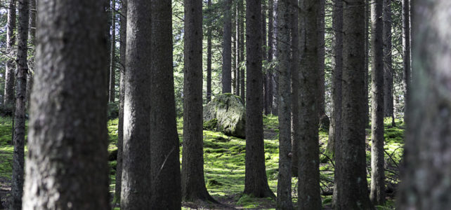 Månadens bild augusti 2019: stig i granskog Månadens bild augusti 2019: stig i granskog