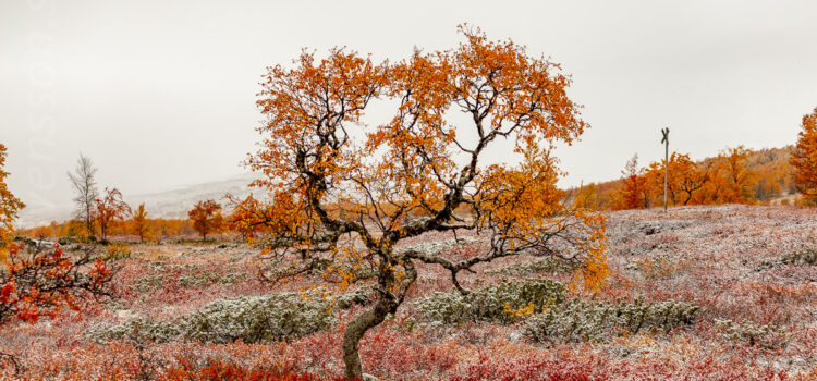 September 2021: Höstfärgad fjällbjörk i Tänndalen pudrad med första snön