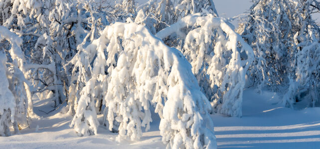 Februari 2021: Snötyngda fjällbjörkar i Funäsfjällen Februari 2021: Snötyngda fjällbjörkar i Funäsfjällen
