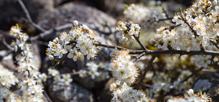 April 2022: Blommande slån i Näsbykroks naturreservat