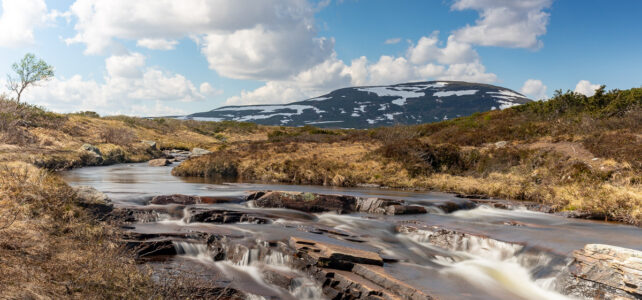 Maj 2021: Livstäterån med Skarvarna i bakgrunden i Funäsfjällen Maj 2021: Livstäterån med Skarvarna i bakgrunden i Funäsfjällen