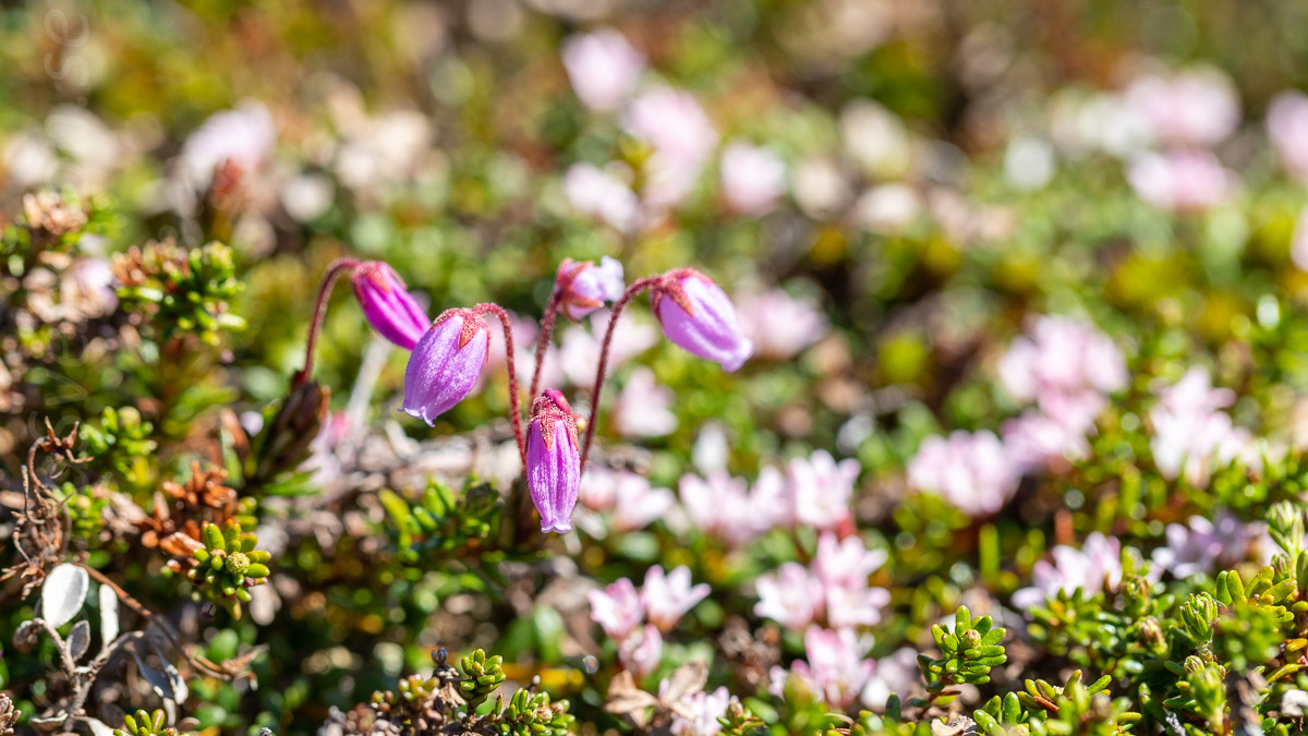 Lappljung och krypljung två rosa sötnosar på kalfjället.