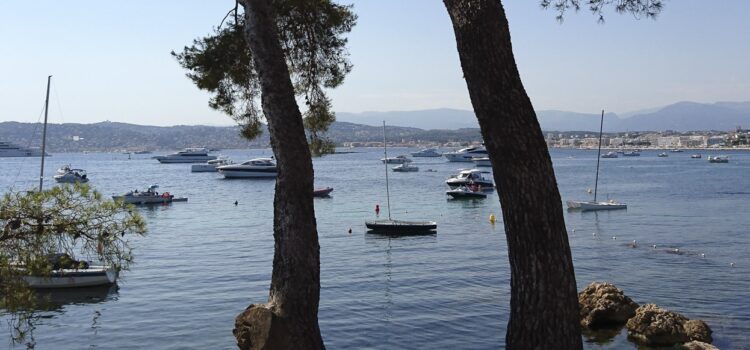 Månadens bild: Pinjeträd och båtar i Juan les Pins-bukten Månadens bild: Pinjeträd och båtar i Juan les Pins-bukten