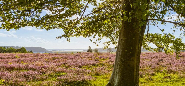 Kristinas favoriter: Fjärås bräcka under ljungblomningen i augusti
