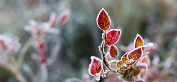 Månadens bild: Frostiga blåbärsblad