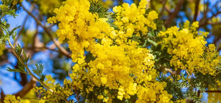 Ett år runt Antibes februari: Mimosan blommar i bergen