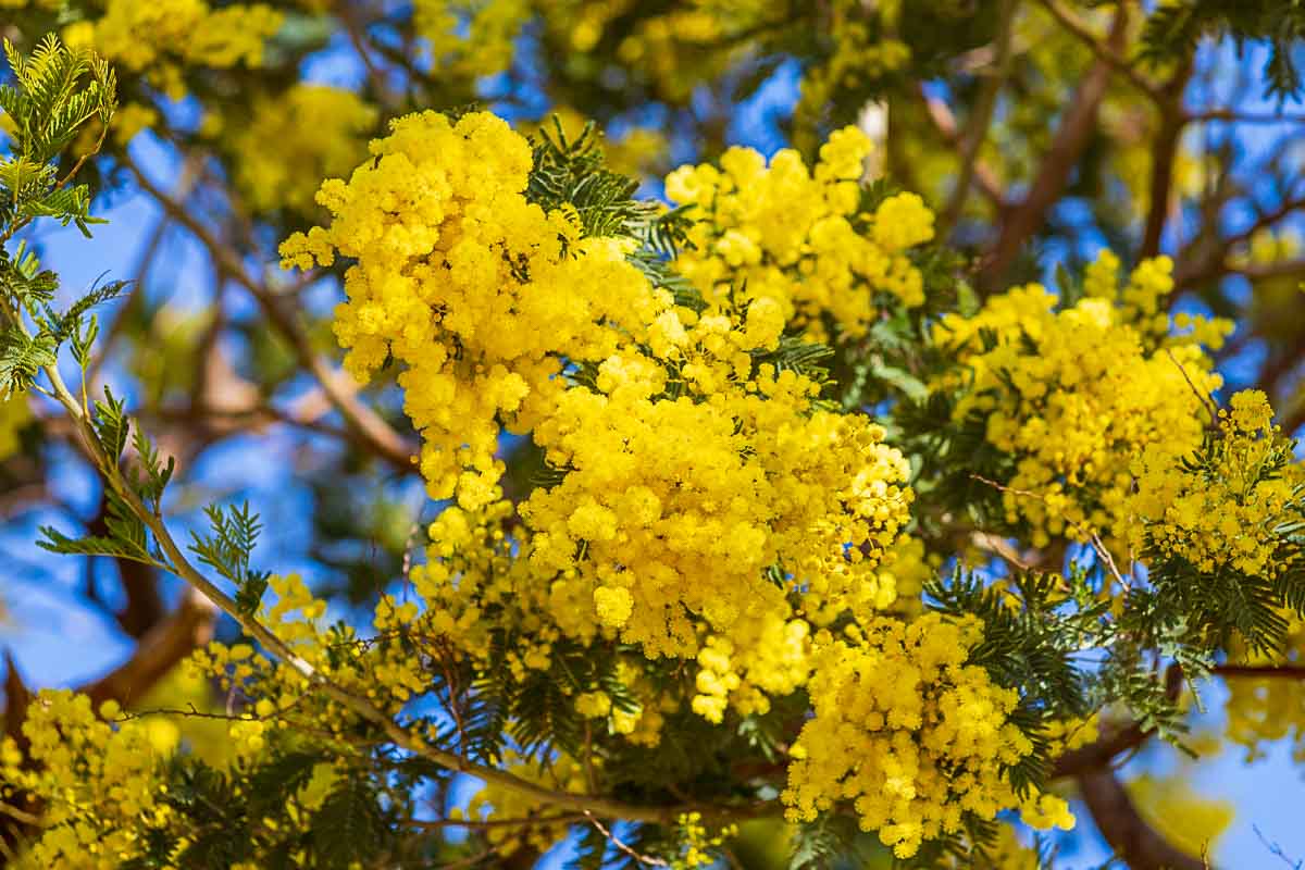 Mimosan blommar. Närbild på gulblommande träd. 