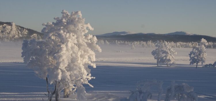 Månadens bild – januari 2011