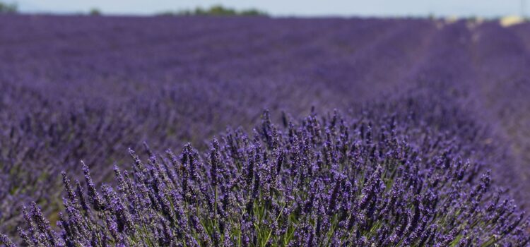 Månadens bild: lavendelfält i Provence