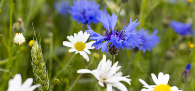 Månadens bild: Sommarblommor Månadens bild: Sommarblommor