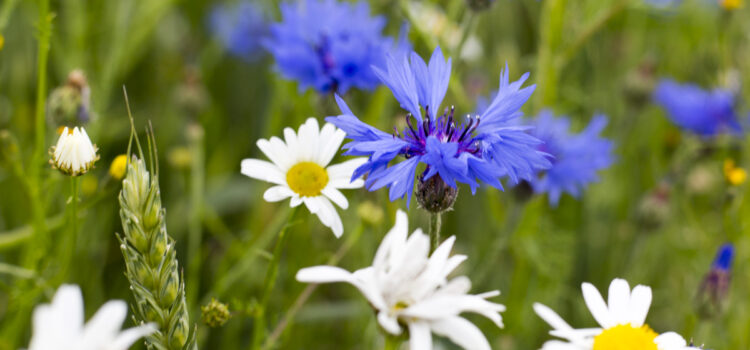 Månadens bild: Sommarblommor