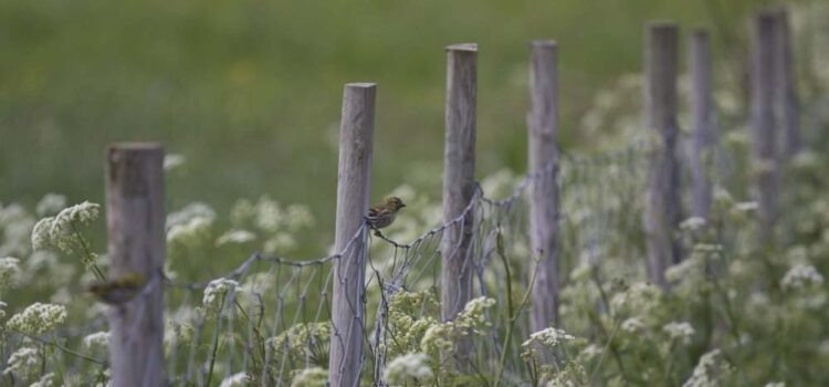 Månadens bild juni 2012