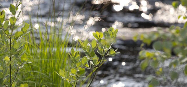 Månadens bild: solglitter i Torestorpsån Månadens bild: solglitter i Torestorpsån
