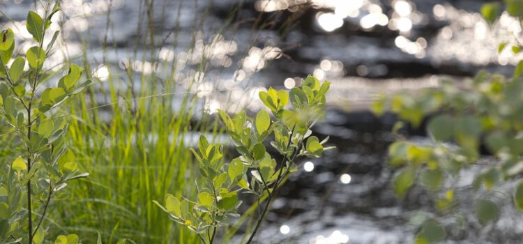 Månadens bild: solglitter i Torestorpsån