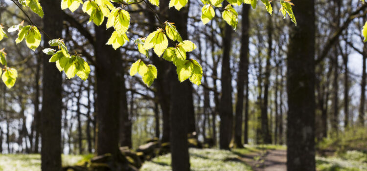 Månadens bild: Nyutspruckna bokblad