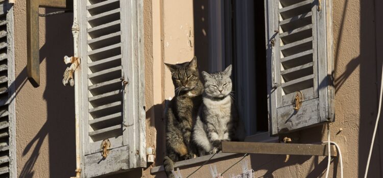 Månadens bild: katter i Cannes