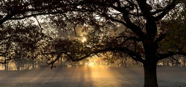 Månadens bild: Mäktig ek, soluppgång och morgondimma Månadens bild: Mäktig ek, soluppgång och morgondimma