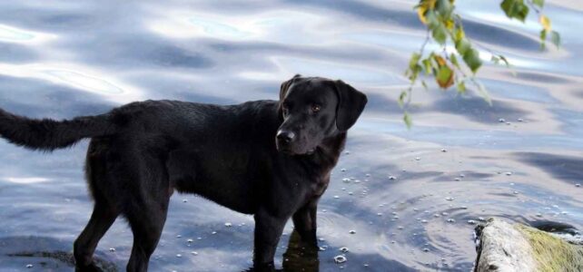 Månadens bild: labrador i sjö Månadens bild: labrador i sjö